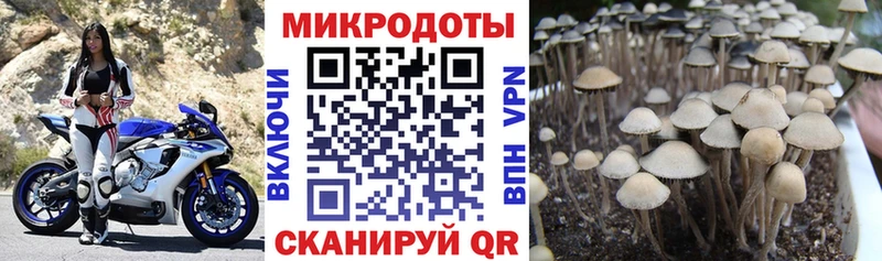 Псилоцибиновые грибы Psilocybe Уяр